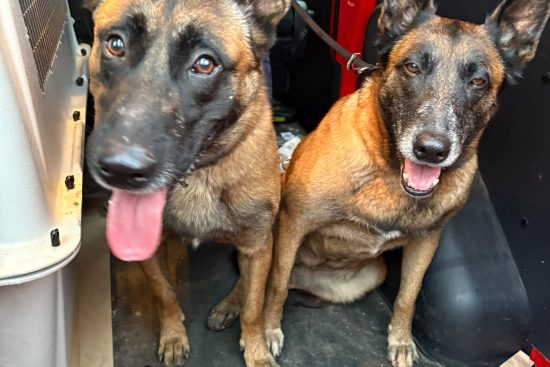Malinois (2)